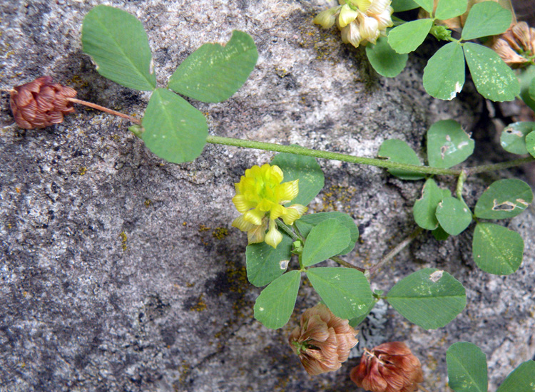 Trifolium campestre